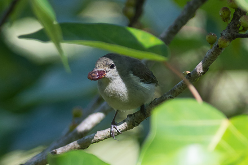 Geelsnavelhoningvogel